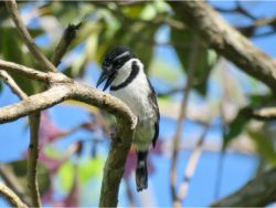 Pied Puffbird